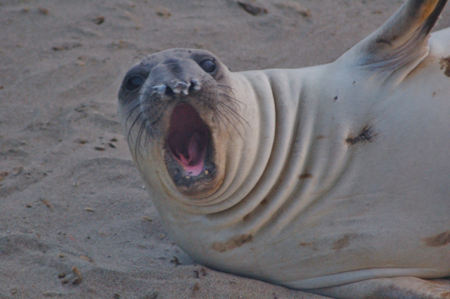 juvenile male elephant seals